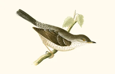 Sperbergrasmücke, Illustration aus 