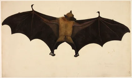 Fledermaus, aus der Francis Buchanan Sammlung, ca. 1804 (Aquarell & Gouache auf Papier)