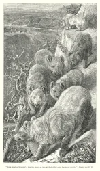 Bären