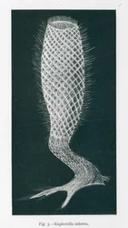 Schönheiten der Natur: Euplectella Suberea (Litho)