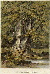 Buchen bei Selborne, Hampshire