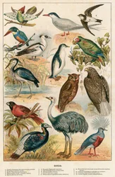 Vögel