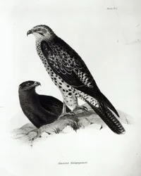 Raubvögel, Tafel 2 aus 
