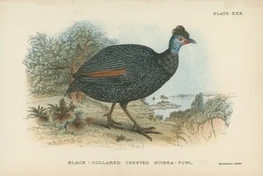 Schwarzkragen-Perlhuhn