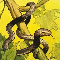 Schwarze Mamba