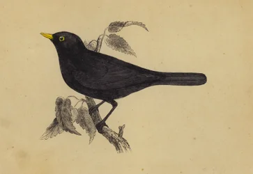 Amsel