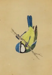Blaumeise
