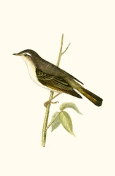 Bonellis Laubsänger, Illustration aus 