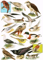 Britische Vögel