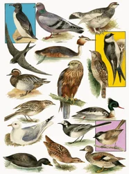 Britische Vögel