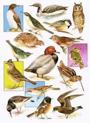 Britische Vögel
