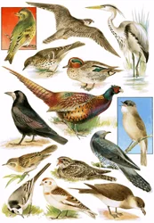 Britische Vögel