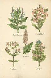 Bachbunge, Seifenkraut, Schlangenknöterich, Tausendgüldenkraut, Günsel