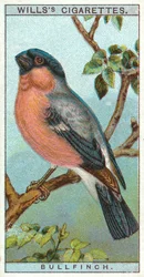 Gimpel