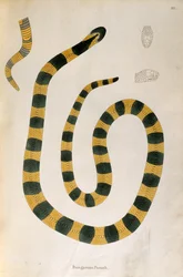 Bungarum Pamah Schlange aus Ein Bericht über indische Schlangen gesammelt von der Küste von Coromandel von Patrick Russell, London, 1796