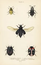 Totengräberkäfer, Nicrophorus humator 1, Aaskäfer, Necrodes littoralis 2, Dendroxena quadrimaculata 3, Teppichkäfer, Anthrenus scrophulariae 4, und Hister quadrimaculatus var