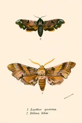 Schmetterlinge