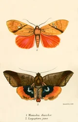 Schmetterlinge