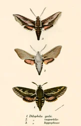 Schmetterlinge