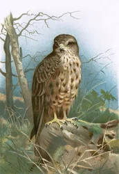 Bussard