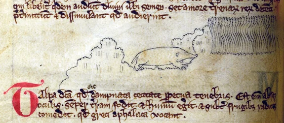 Maulwurf, aus Bestiarium