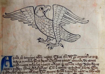 CCA-LitMs/D/10 fol. 13r Adler, aus Bestiarium