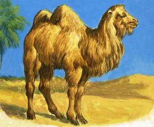 Kamel