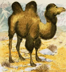 Kamel