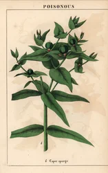 Wolfsmilch mit grünen Samen, Euphorbia lathyris, aus 