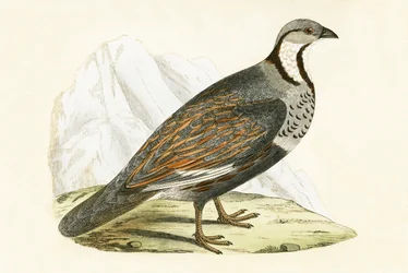 Kaukasisches Schneehuhn, Illustration aus 