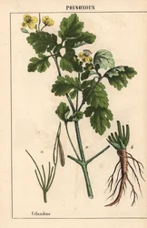 Schöllkraut mit gelben Blüten und Wurzeln, aus 