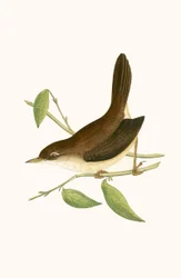 Cettisänger, Illustration aus 