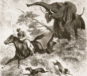 Von einem Elefanten gejagt, Illustration aus der Bildausgabe des Lebens und der Entdeckungen von David Livingstone von J. Ewing Richie, veröffentlicht von A. Fullarton & Co., 1876