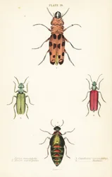 Cissites maculata 1, bunter Ölkäfer, Meloe variegatus 2, Spanische Fliege, Lytta vesicatoria 3, und Nuttalls Blasenkäfer, Lytta nuttalli 4