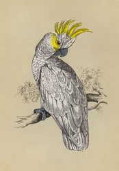 Kakadu