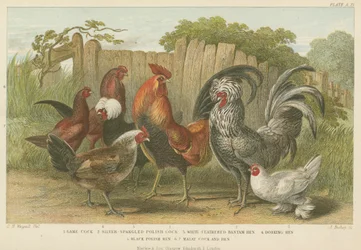 Hähne und Hennen (farbige Gravur)