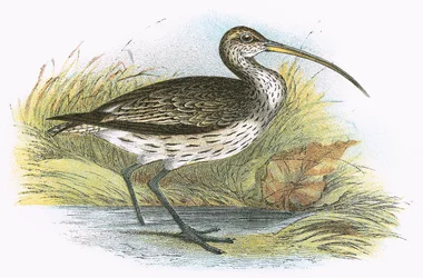 Großer Brachvogel