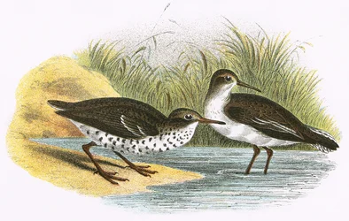 Flussuferläufer (rechts) und Fleckenuferläufer (links)