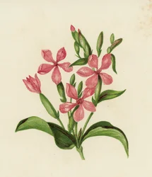 Gewöhnliches Seifenkraut, Saponaria Officinalis