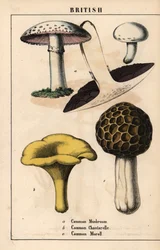 Gemeiner Champignon Agaricus, goldener Pfifferling Cantharellus cibarius und Morchel Morchella esculenta, aus "The Instructive Picturebook, or Lessons from the Vegetable World," [Charlotte Mary Yonge], Edinburgh