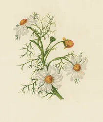 Falsche Kamille, Pyrethrum Inodorum