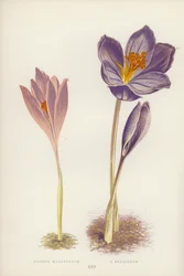 Herbst-Krokus; Pracht-Krokus (Farblithografie)