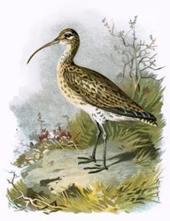 Brachvogel