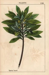 Daphne laureola oder Lorbeer-Seidelbast, aus 