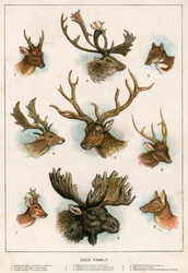 Hirschfamilie