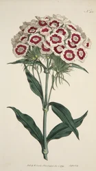 Dianthus Barbatus Bartnelke, veröffentlicht 1792 handkolorierte Gravur