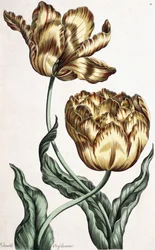 Doppelte Oriflamme, 1759
