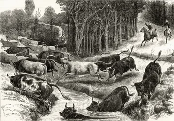 Viehtrieb in Australien, ca. 1880, aus 