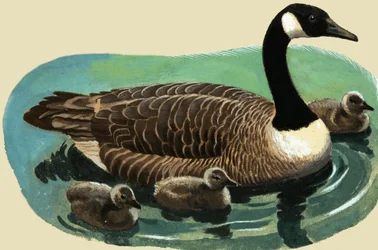 Ente und Küken