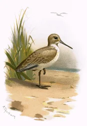 Alpenstrandläufer